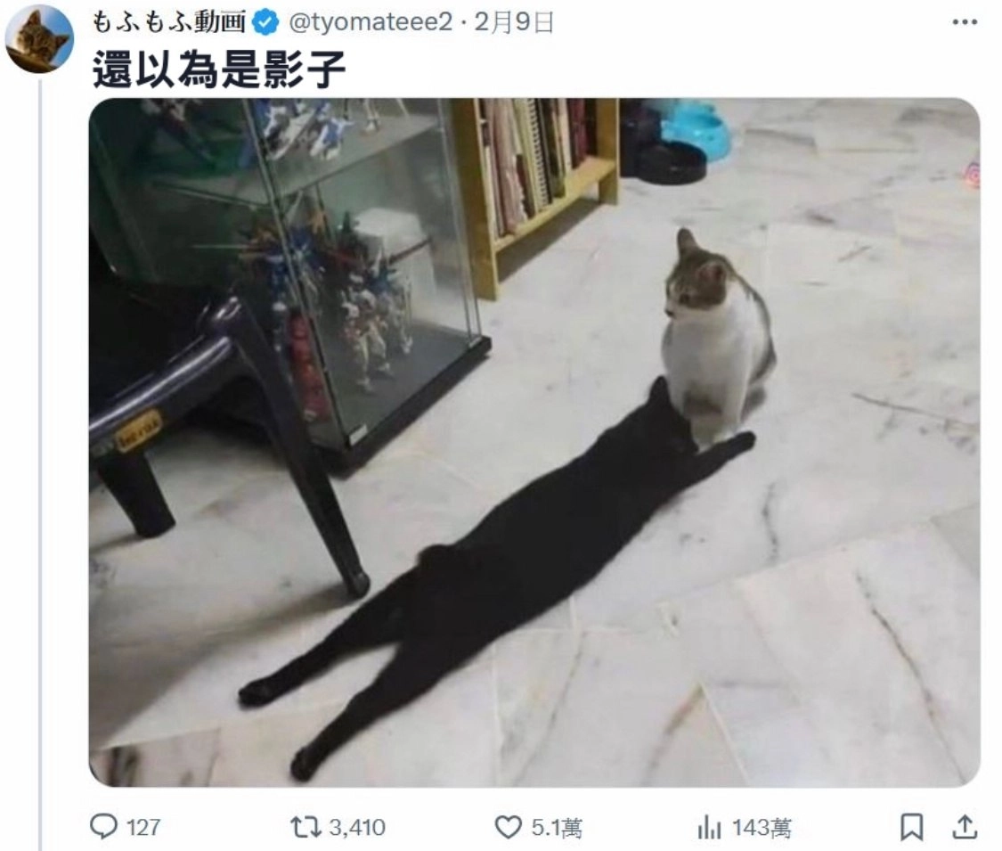 西雅图猫