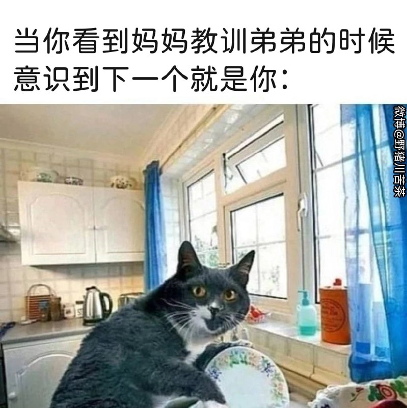 埃及猫