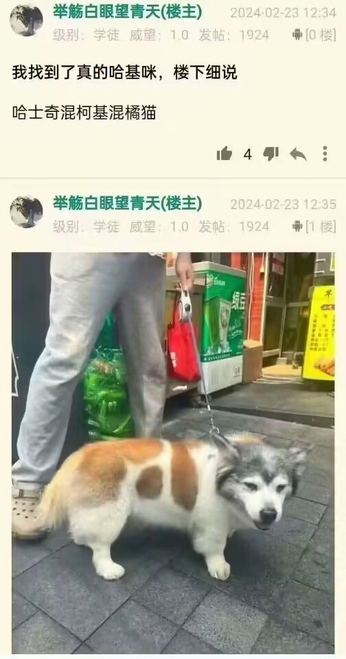 网站