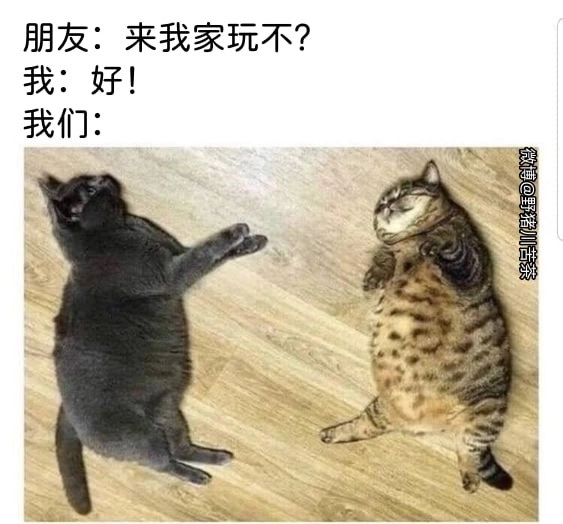 埃及猫