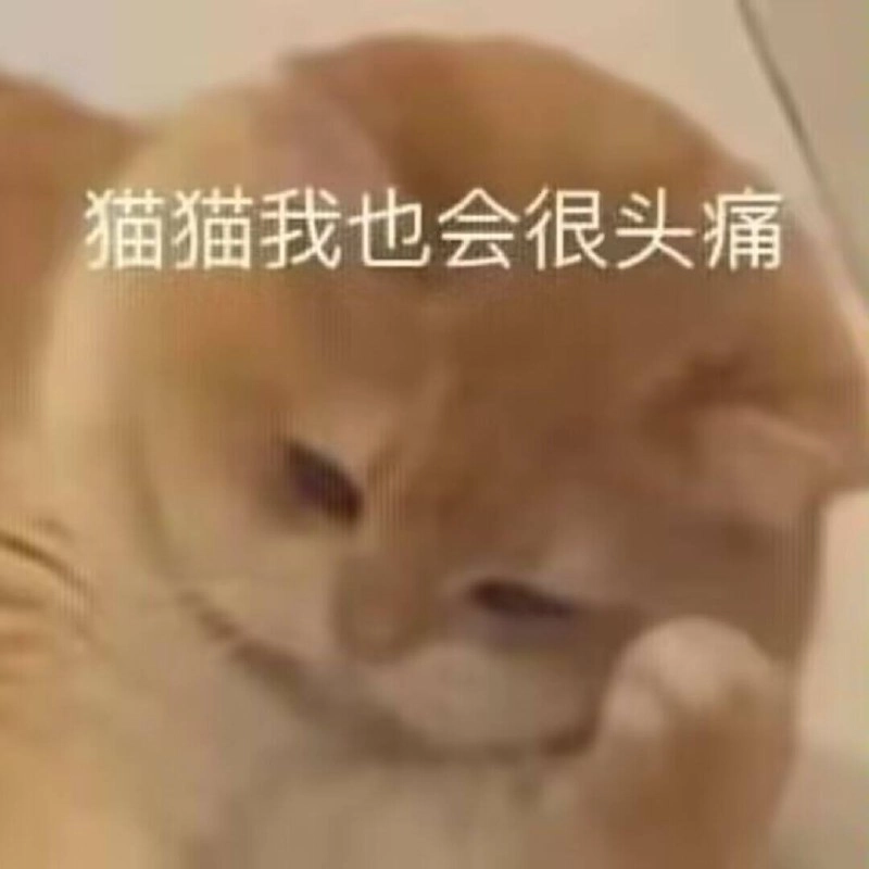 波斯猫