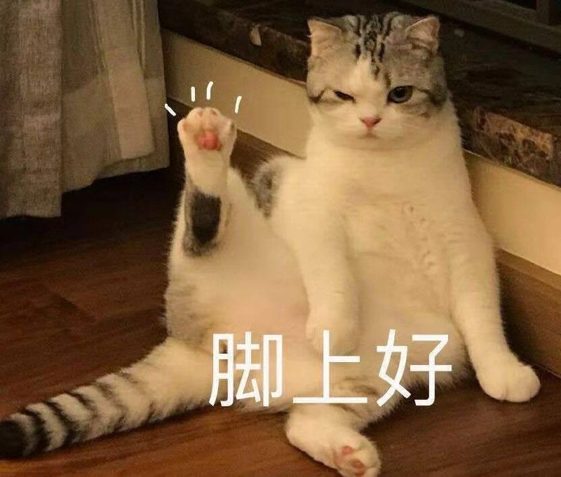 埃及猫