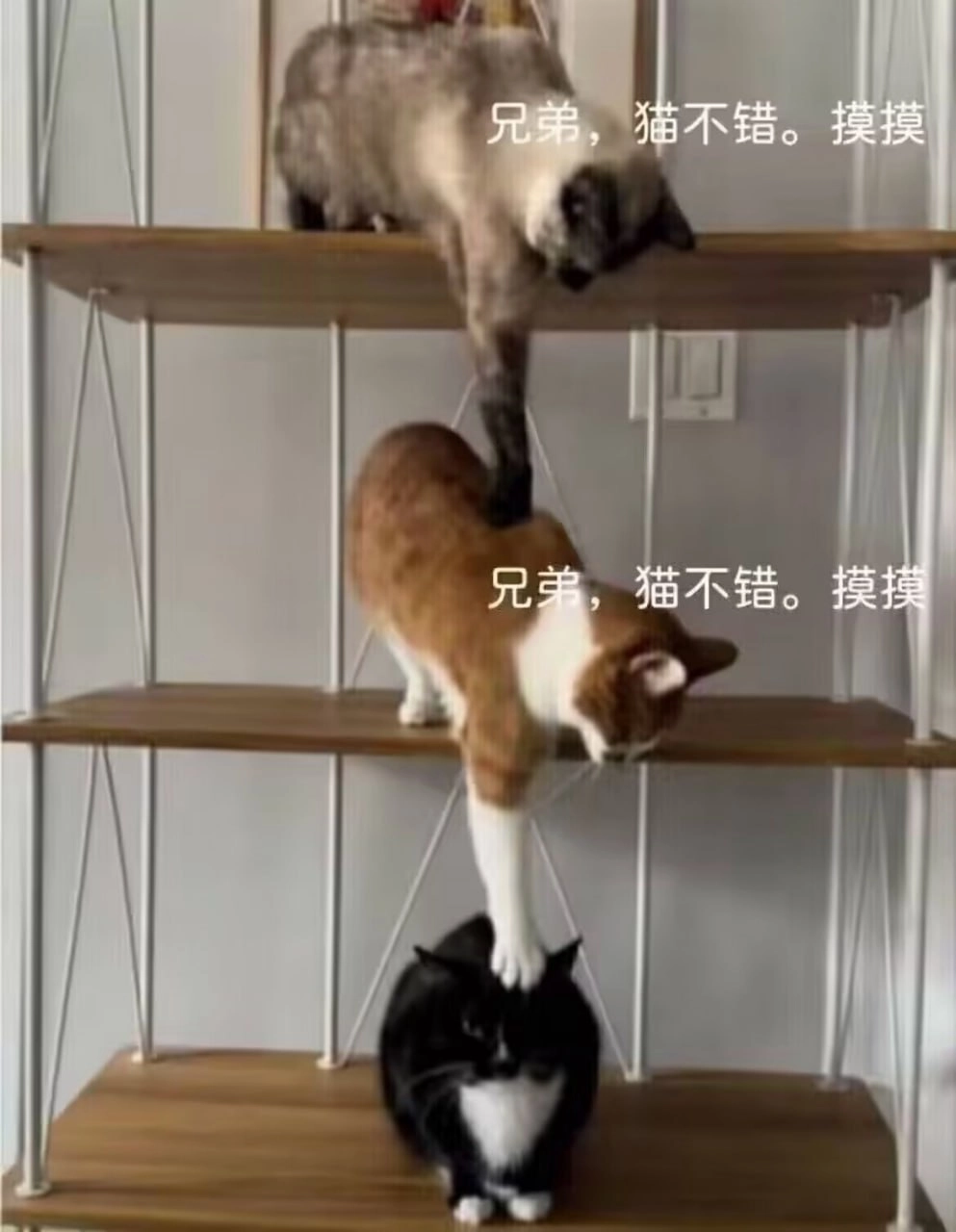 西雅图猫