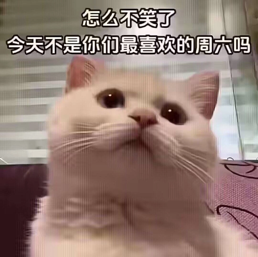 波斯猫