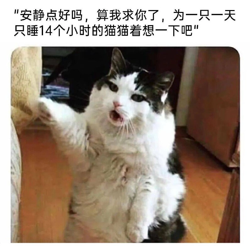 波斯猫