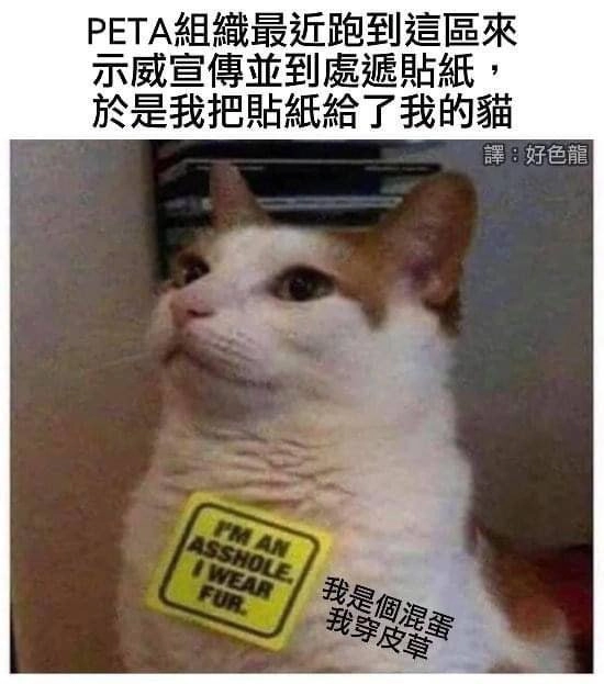 西雅图猫