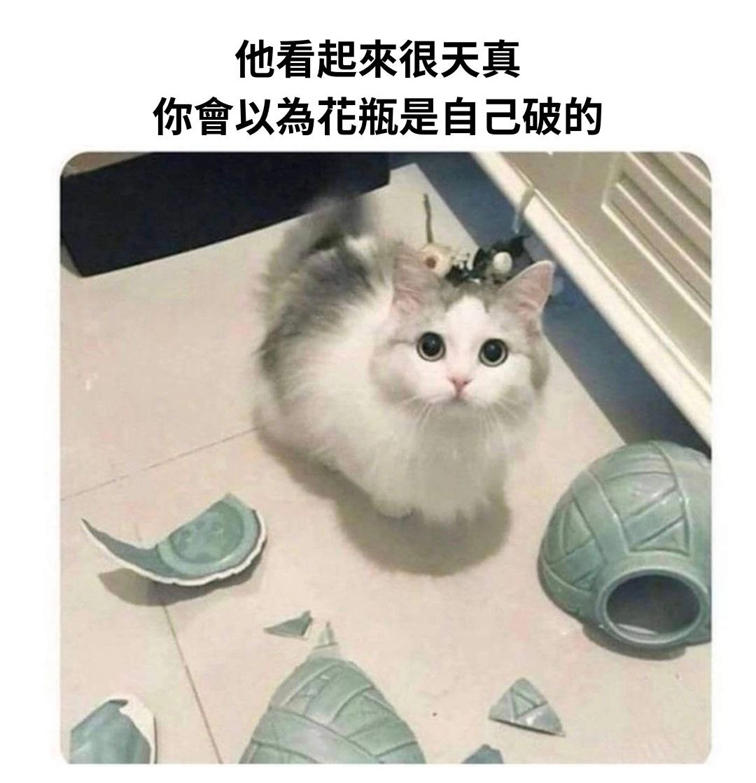 波斯猫