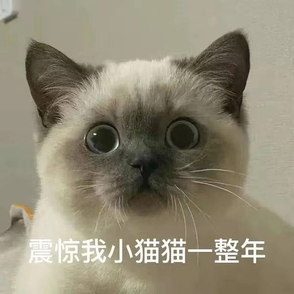 西雅图猫