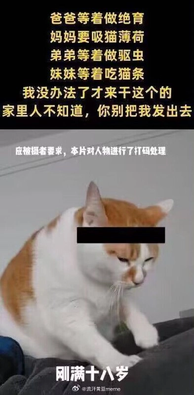 网站