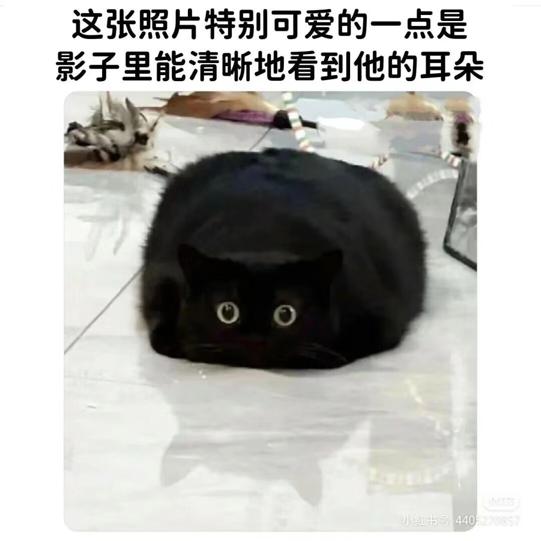 波斯猫