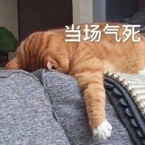 老虎猫