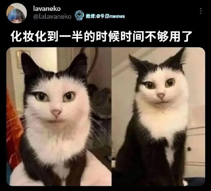 埃及猫