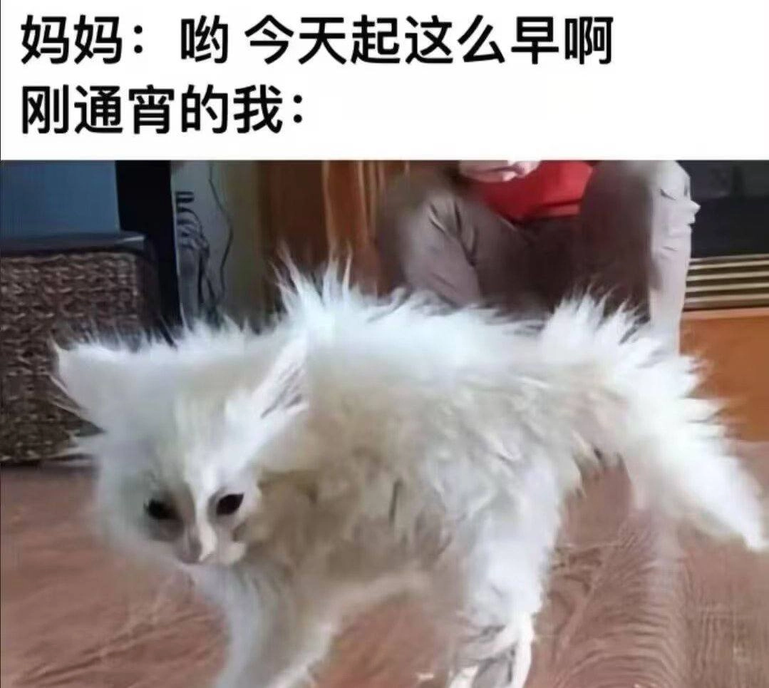 波斯猫