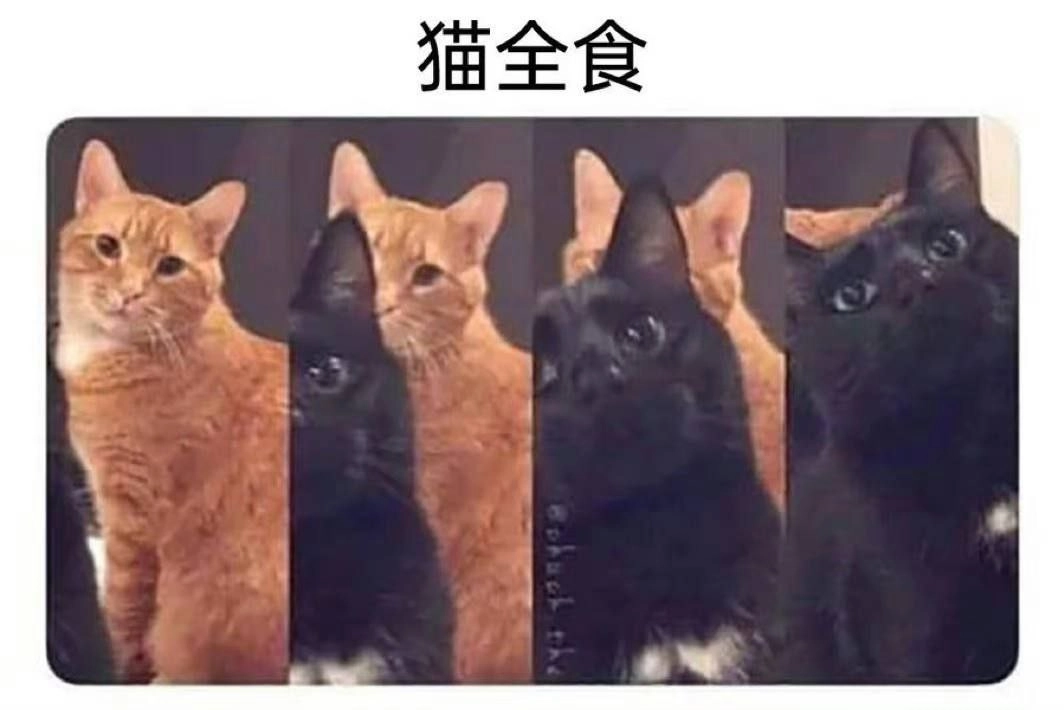 埃及猫