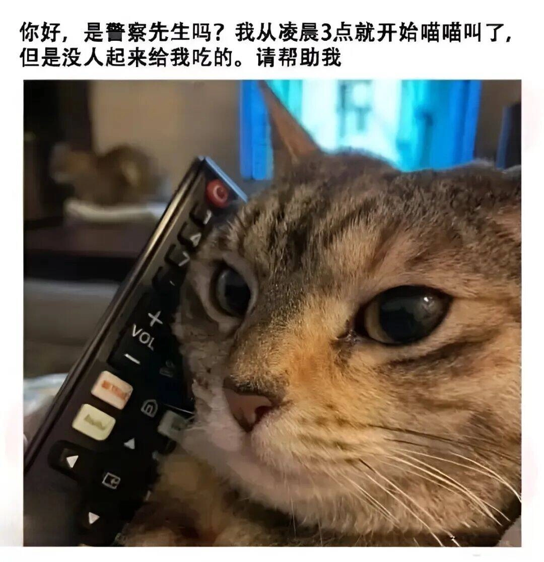 埃及猫