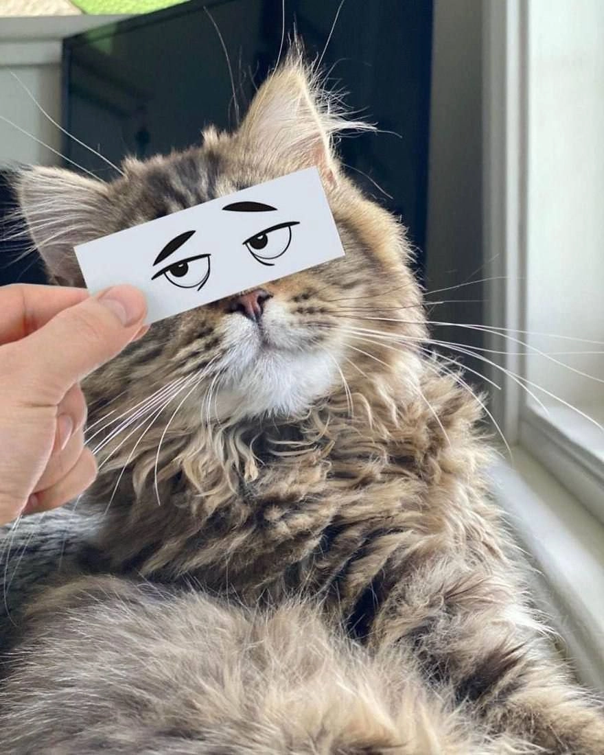 一只有趣的脸的猫在一张纸上画出来。