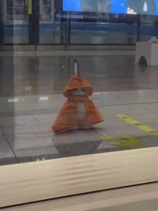 穿着雨衣的小企鹅。