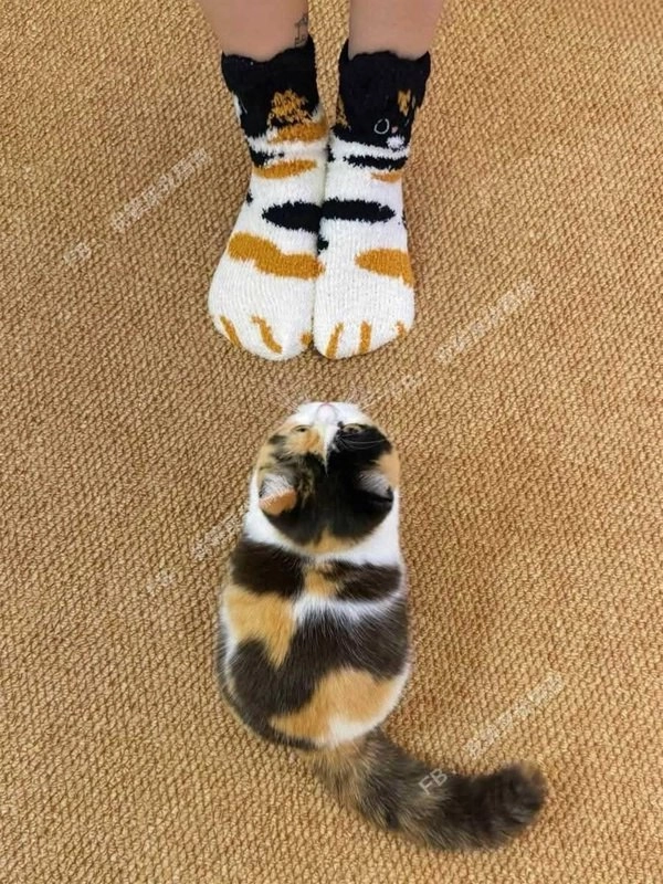 一只猫看着老虎的袜子。