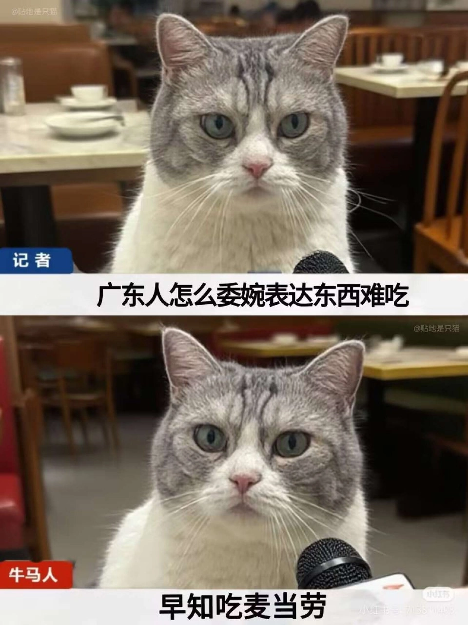 一只猫在他面前拿着麦克风。