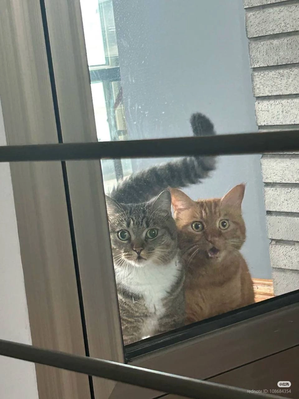 两只猫从窗户看着对方。