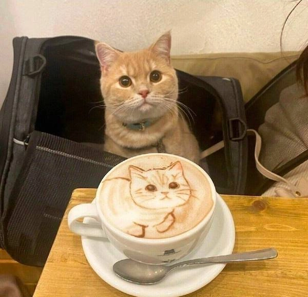 一只猫坐在袋子里,一杯咖啡,上面有一只猫。